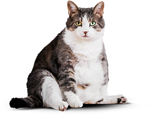 Fat cat